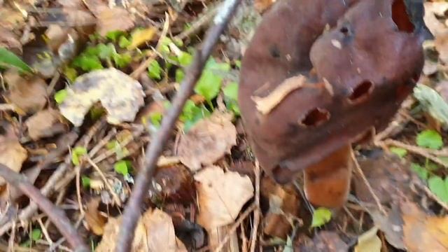 Пропавший кот и чудеса осеннего леса.