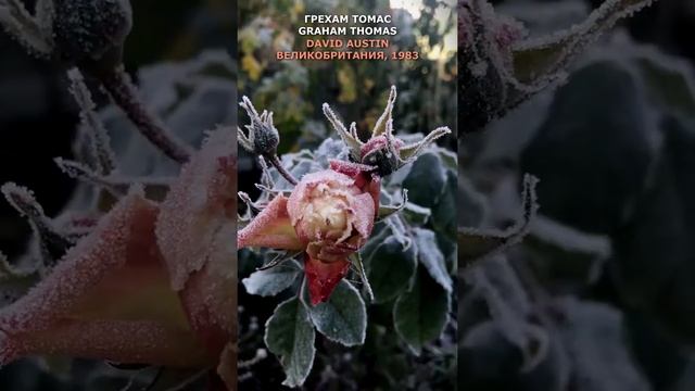 Роза Грехам Томас в моем саду 14.11.21. UK 1983.Graham Thomas Rose In My Garden.  #shorts,