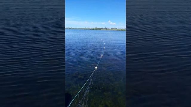 Рыбалка неудалась! Спасение птенца лебедя из браконьерской сети.Часть1. смотреть онлайн