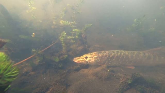Рыбалка! Подводная охота на болоте! Запекаю щуку в земляной печке! смотреть онлайн