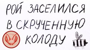 Рой поселился в скрученной колоде из  фанеры и картона. #14 ролик сезона 2024