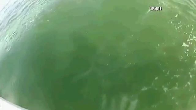 ловля групера на акулу . grouper fishing on shark смотреть онлайн