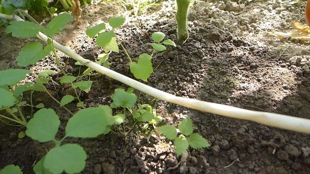 Капельный полив из трубки ПВХ 