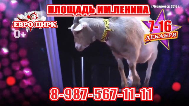 ЕВРОЦИРК смотреть онлайн