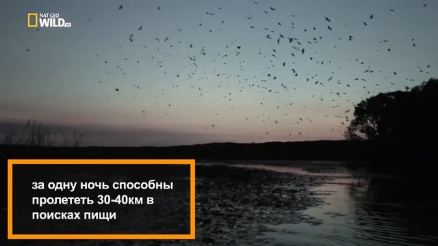 Такого животного вы ещё не видели! БОЛЬШАЯ ЛЕТУЧАЯ ЛИСИЦА! КАЛОНГ! смотреть онлайн