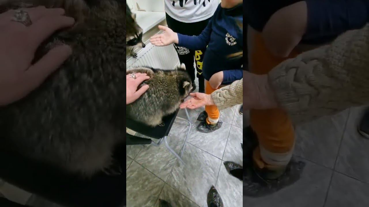 ▷Три Енота◁ смотреть онлайн