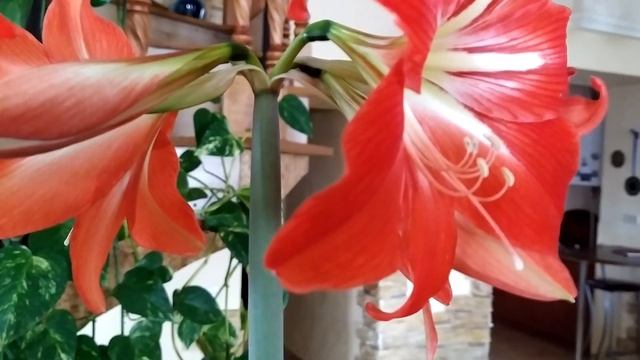 Гиппеаструм. Не Могу. Зацвел.