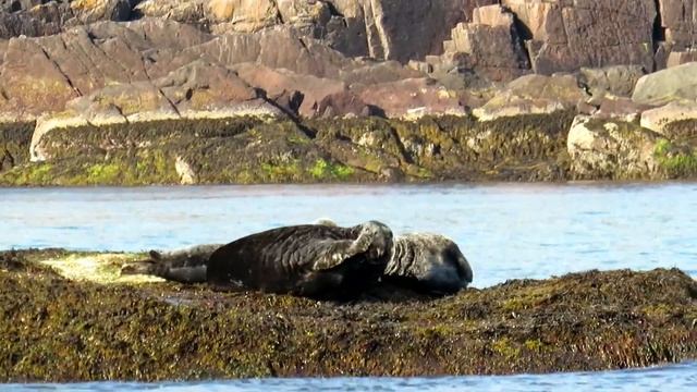 Семья тюленей смотреть онлайн