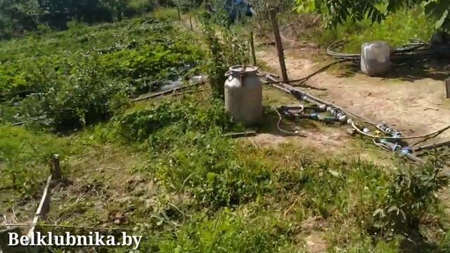 ?Кассеты. Саженцы. Клубника. ?Подкормка. ?Обработка. Belklubnika.by.mp4 смотреть онлайн