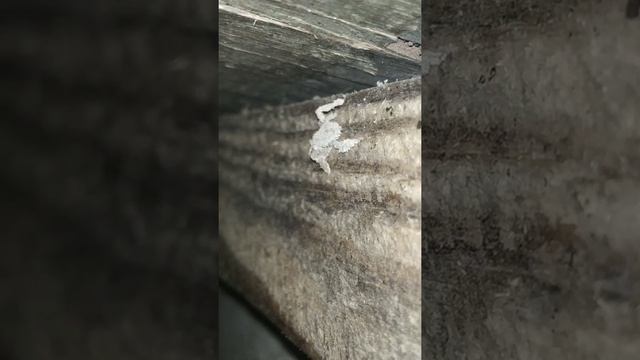 #БЕЗУМНО #СТРАШНО#Грязный хищнец (Reduvius personatus) – личинки этого клопа мастера маскировки. смотреть онлайн