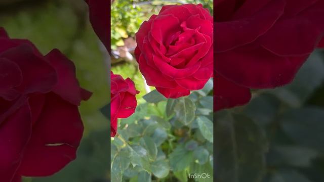 Невероятная красота у меня в саду!! Цветут розы мои #белыерозы смотреть онлайн