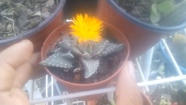 FAUCARIA TUBERCULOSA FLORACIÓN