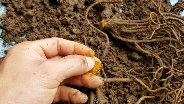 How to Propagate Anthurium Radicans | Repotting | Fel Pacs смотреть онлайн