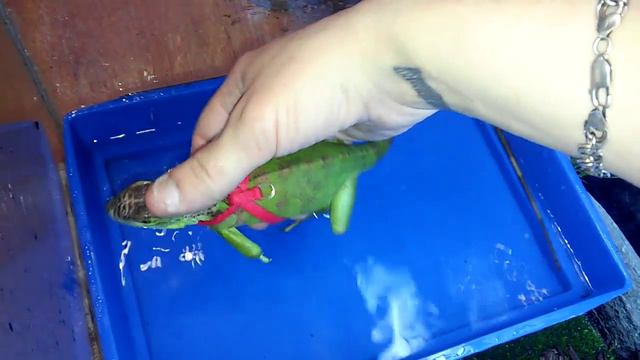 Маленькая игуана привыкает к шлейке. смотреть онлайн
