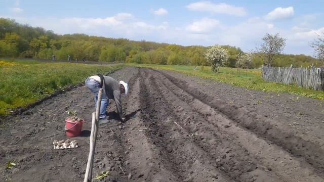 Эксперимент и как правильно посадить два ведра картошки в селе Малый Карай. смотреть онлайн