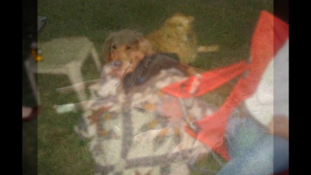 Goodbye Gusser-Bear (the goodest dog in the whole good dog world) смотреть онлайн
