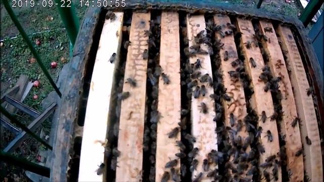Ошибка пчеловода.Оценка силы пчелиной семьи в зиму.100 % зимовка пчел. смотреть онлайн
