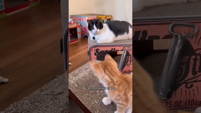 Kitty Soap Opera: Chapter 56... The Sass Mouth, Alcoholic, Catnip Dealer, and Pentecostal Kitties. смотреть онлайн