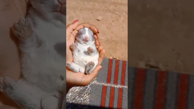 nalla urakathila?#viral #rabbit #sleep #sleeping #sleepmusic #viralshort #shortsvideo смотреть онлайн