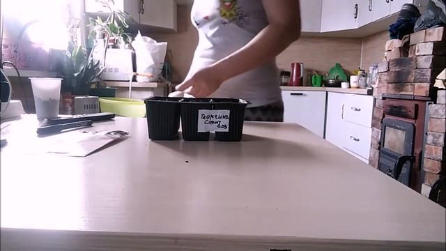 ГЕОРГИНА!!!!СЕЕМ ГЕОРГИНУ НА РАССАДУ В МАРТЕ!!! смотреть онлайн