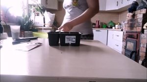 ГЕОРГИНА!!!!СЕЕМ ГЕОРГИНУ НА РАССАДУ В МАРТЕ!!!