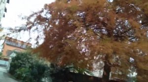 Дагомыс Летняя Фестивальная