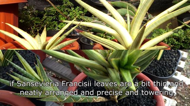Ciri-ciri tanaman sansevieria Francisii & Royal crown смотреть онлайн