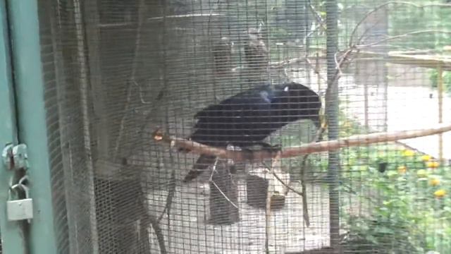 Черный ворон смотреть онлайн