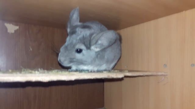 Методы Ссаживания Шиншилл в Полигамные Семьи! (Часть 3) смотреть онлайн