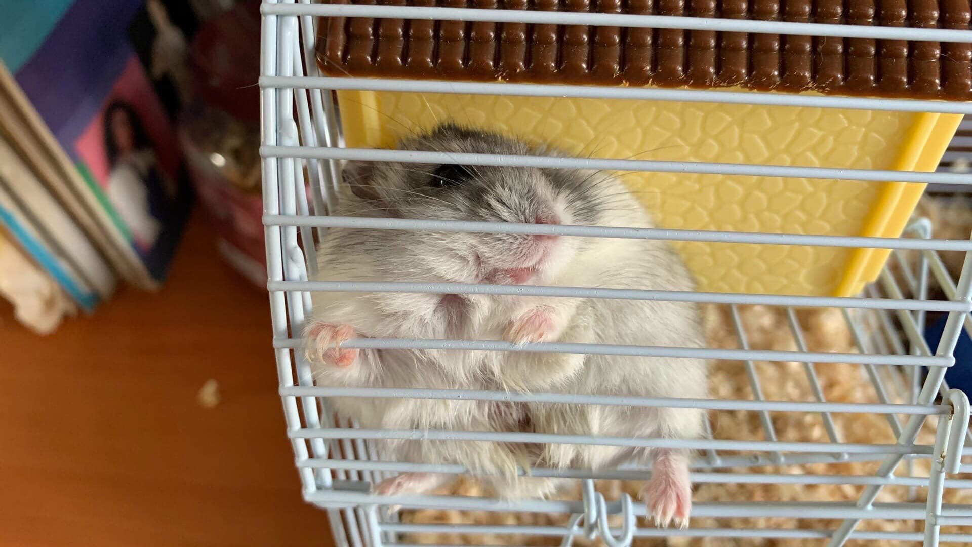 СКОЛЬКО ВЕСЯТ МОИ ХОМЯКИ? / У ХОМЯКА ОЖИРЕНИЕ? смотреть онлайн