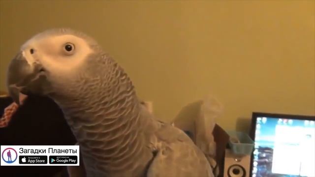 О чем говорят попугаи смотреть онлайн