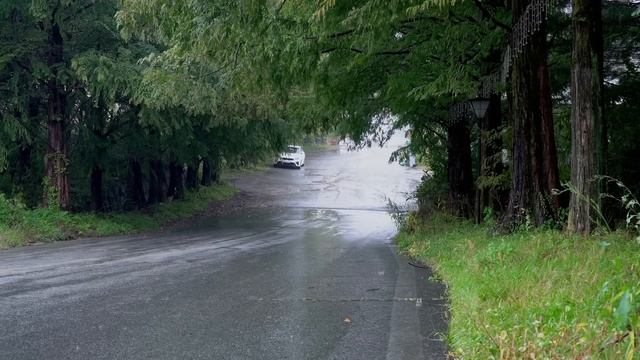 멋진 나무가 심겨진 한적한 도로의 빗소리, 편안하게 해주는 백색소음으로 숙면과 휴식하세요. смотреть онлайн