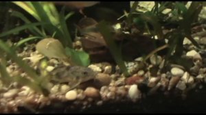 Улитка Хелена и ее последствия содержания в аквариуме!#Хелена