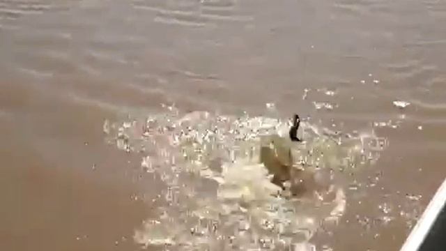 Крокодил не ловиться 😂 смотреть онлайн