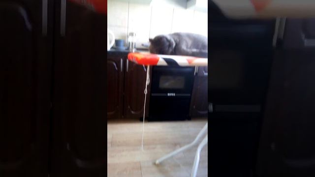 Трансферы 2 часть . Мнение Прошки 