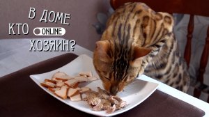 ОРИГИНАЛЬНЫЙ СПОСОБ ОТУЧИТЬ БЕНГАЛА ОТ ВОРОВСТВА ЕДЫ