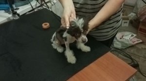 Ставим, Клеим Уши. Как Поставить Уши Щенку Китайской Хохлатой