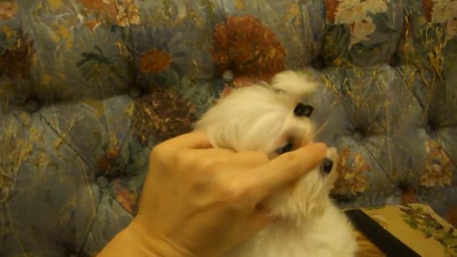 мальтезе-эксклюзивные щенки (корея япония) смотреть онлайн