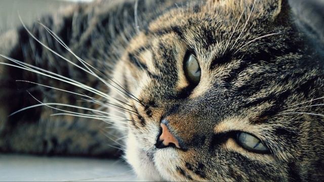 Сколько лет живут кошки смотреть онлайн
