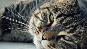 Сколько лет живут кошки