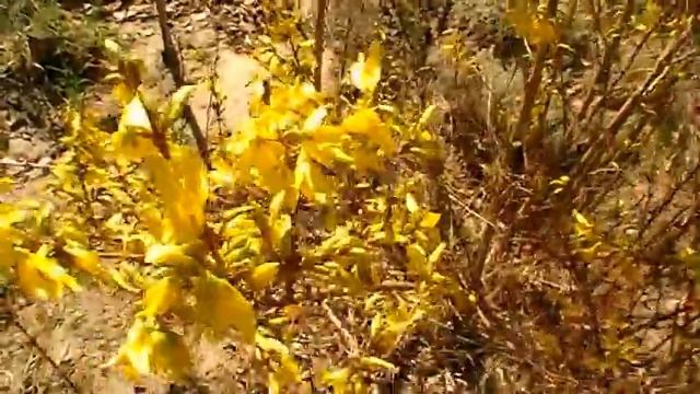 ФОРЗИЦИЯ - УКРАШЕНИЕ И ЛЕЧЕНИЕ 31.03.2017 смотреть онлайн