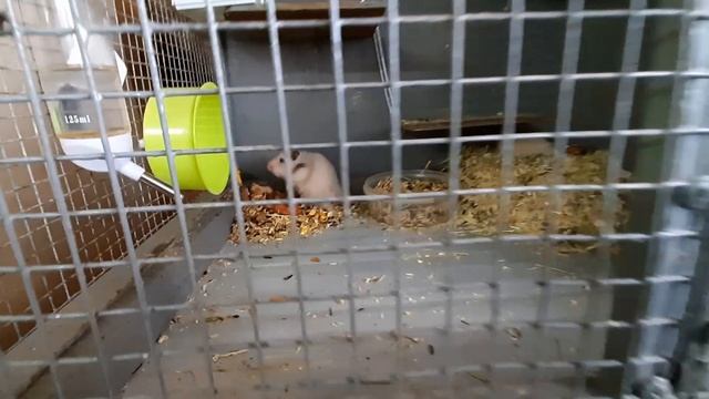 ГУЛЯЕМ В РЯЖСКОМ ЗООПАРКЕ. ПОСЕЛОК СВЕТ. смотреть онлайн