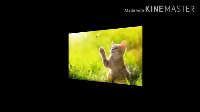Кошка беспородная смотреть онлайн