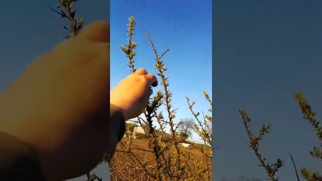 17th April 2016 Hippophae Rhamnoides смотреть онлайн