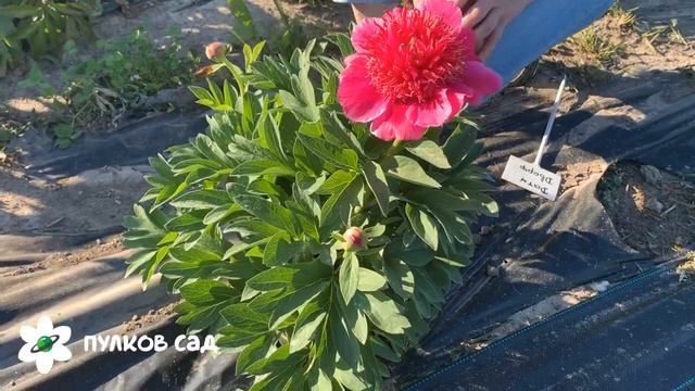 Dutch Dwarf Peony