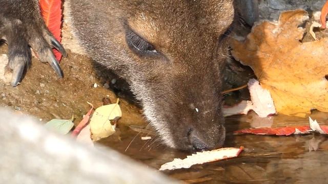 trinkendes Bennettkänguru (Macropus rufogriseus) LUMIX DC-FZ 82 Zoom смотреть онлайн