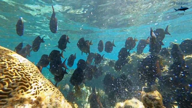 GoPro Hero 10 - The BEST Underwater Settings