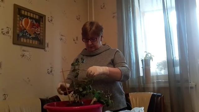 Пересадка пеперомии и дипладении смотреть онлайн