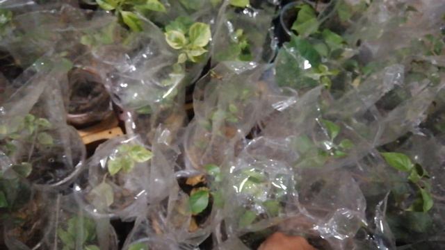 HARVESTING 100 PLUS CUPS OF RARE BOUGAINVILLEAS #bougainvilleapropagation смотреть онлайн