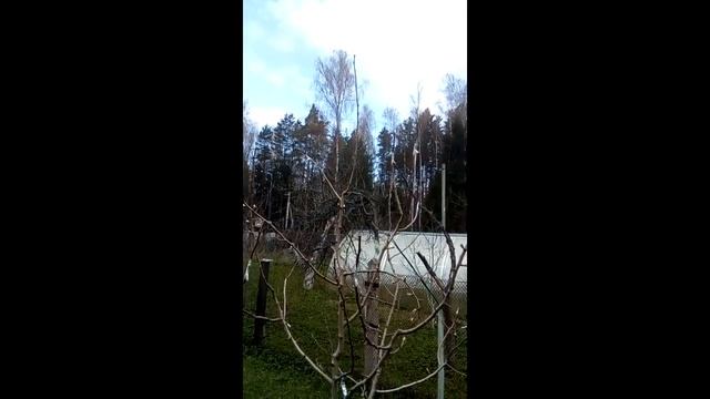 Саженцы или крупномеры плодовых - что лучше посадить, чтобы получить надёжное долговечное дерево? смотреть онлайн